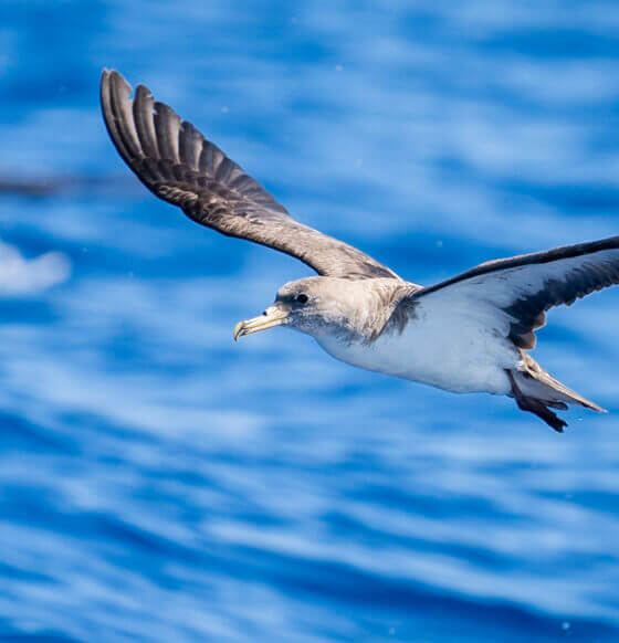 A seabird with grey plumage and long, dark wings gliding over a blue sea.