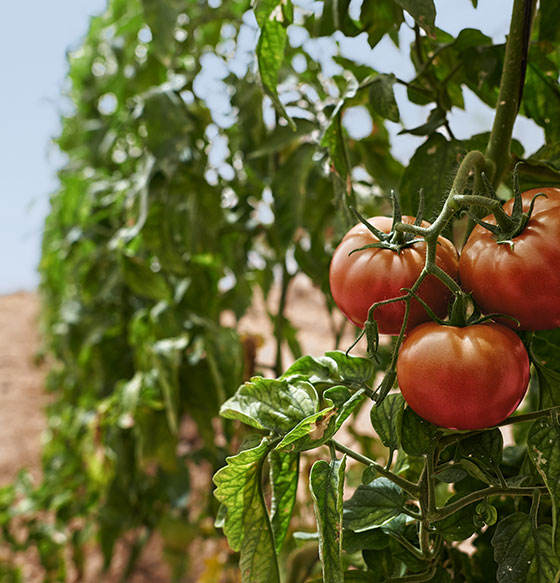 Exlotación Tomates