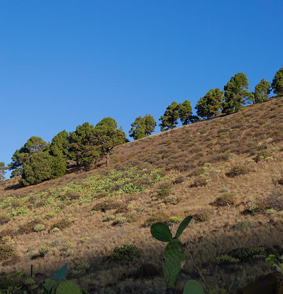 Circular desde Frontera - listado