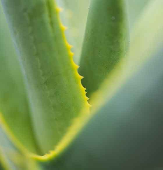 Aloe