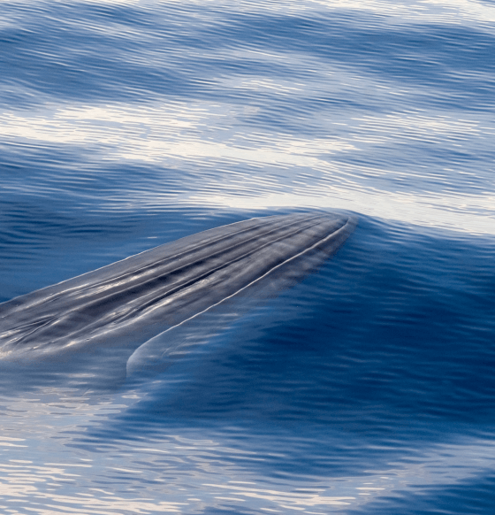 ballena torcual