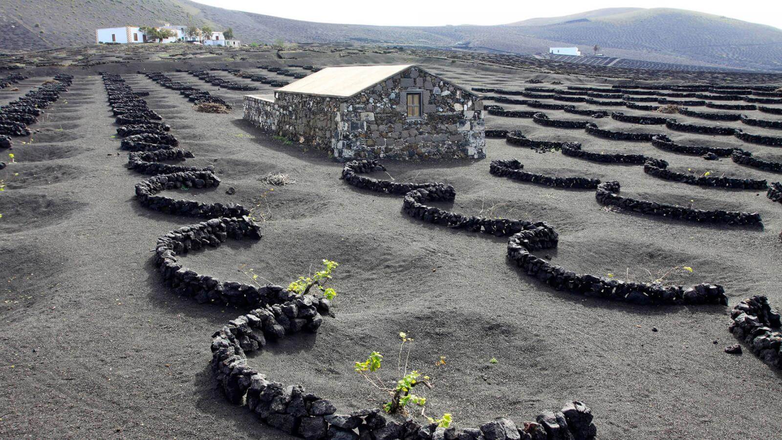 The Magic of Volcanic Gin | Hello Canary Islands