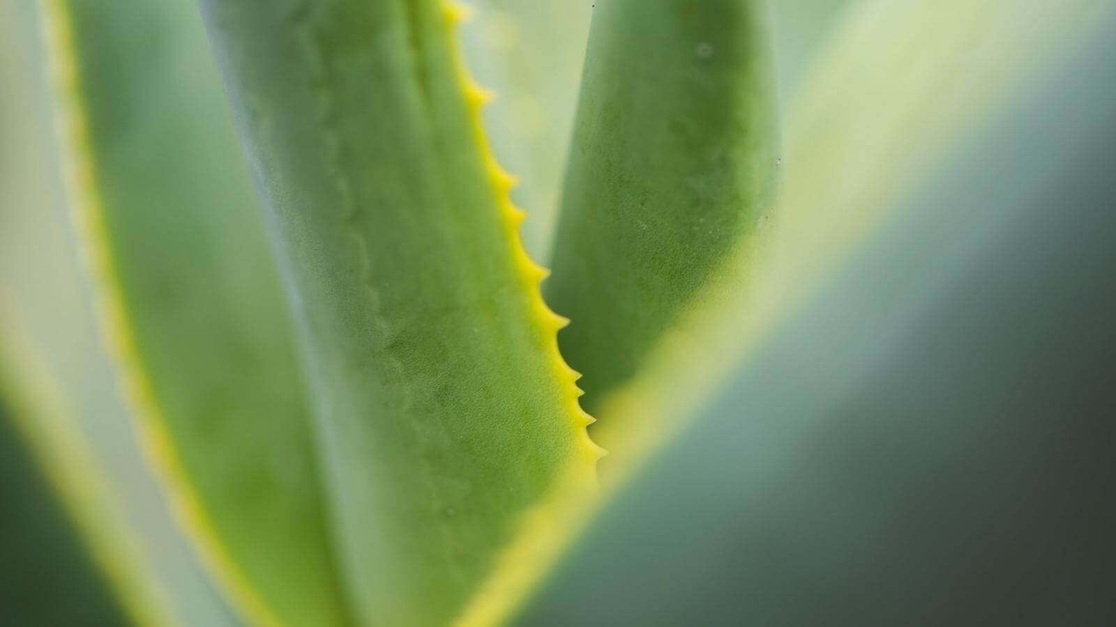 Aloe vera from the Canary Islands | Hello Canary Islands