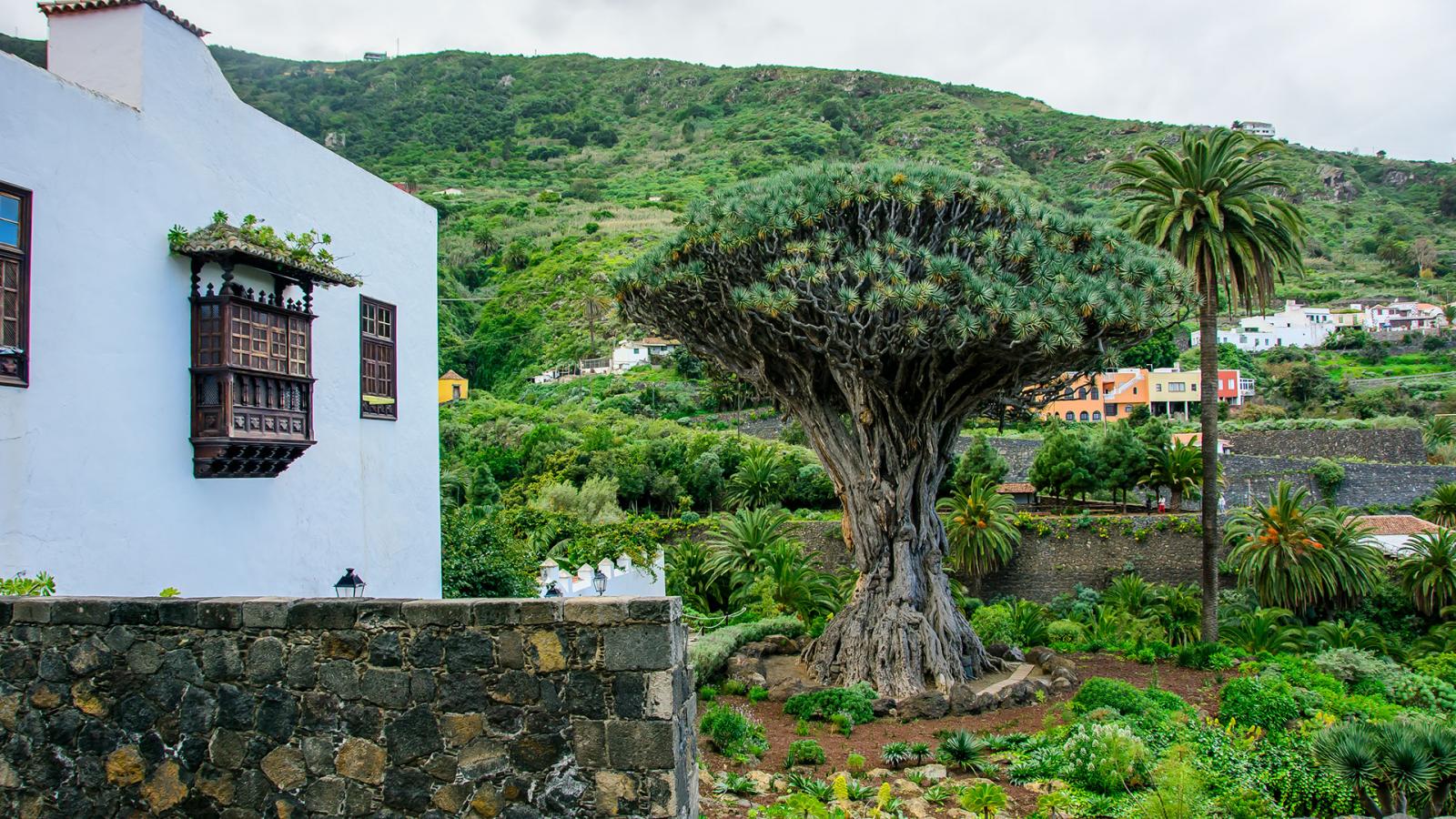 Icod de los Vinos Old Town Hello Canary Islands