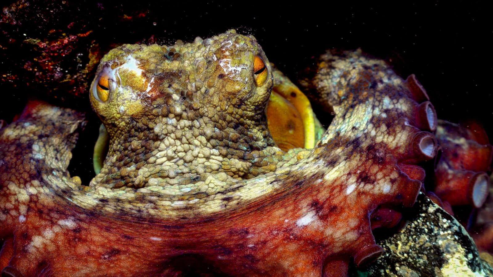 Las Eras Hello Canary Islands