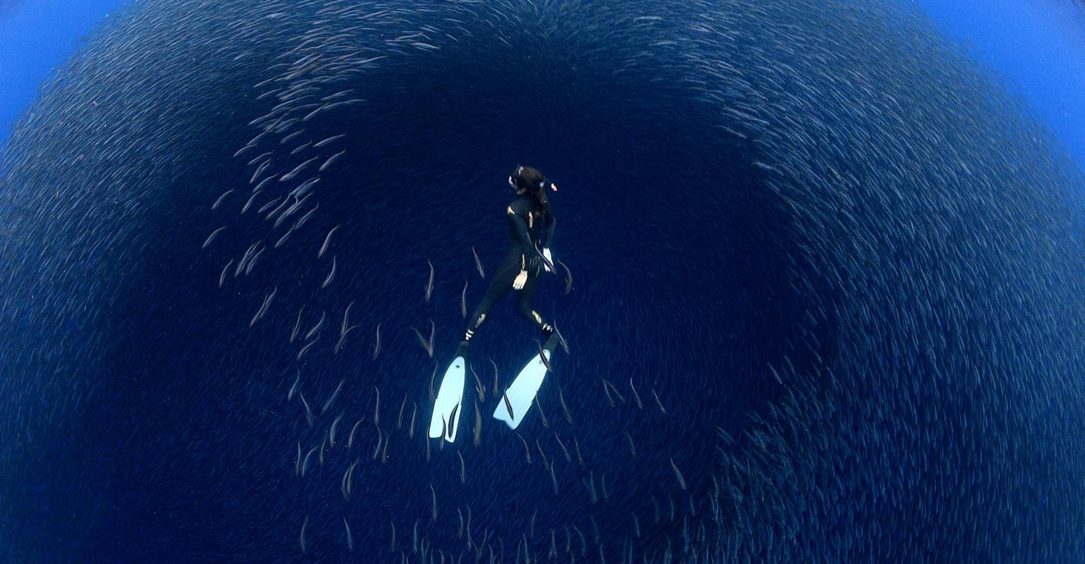 Submarinista entre un banco de peces