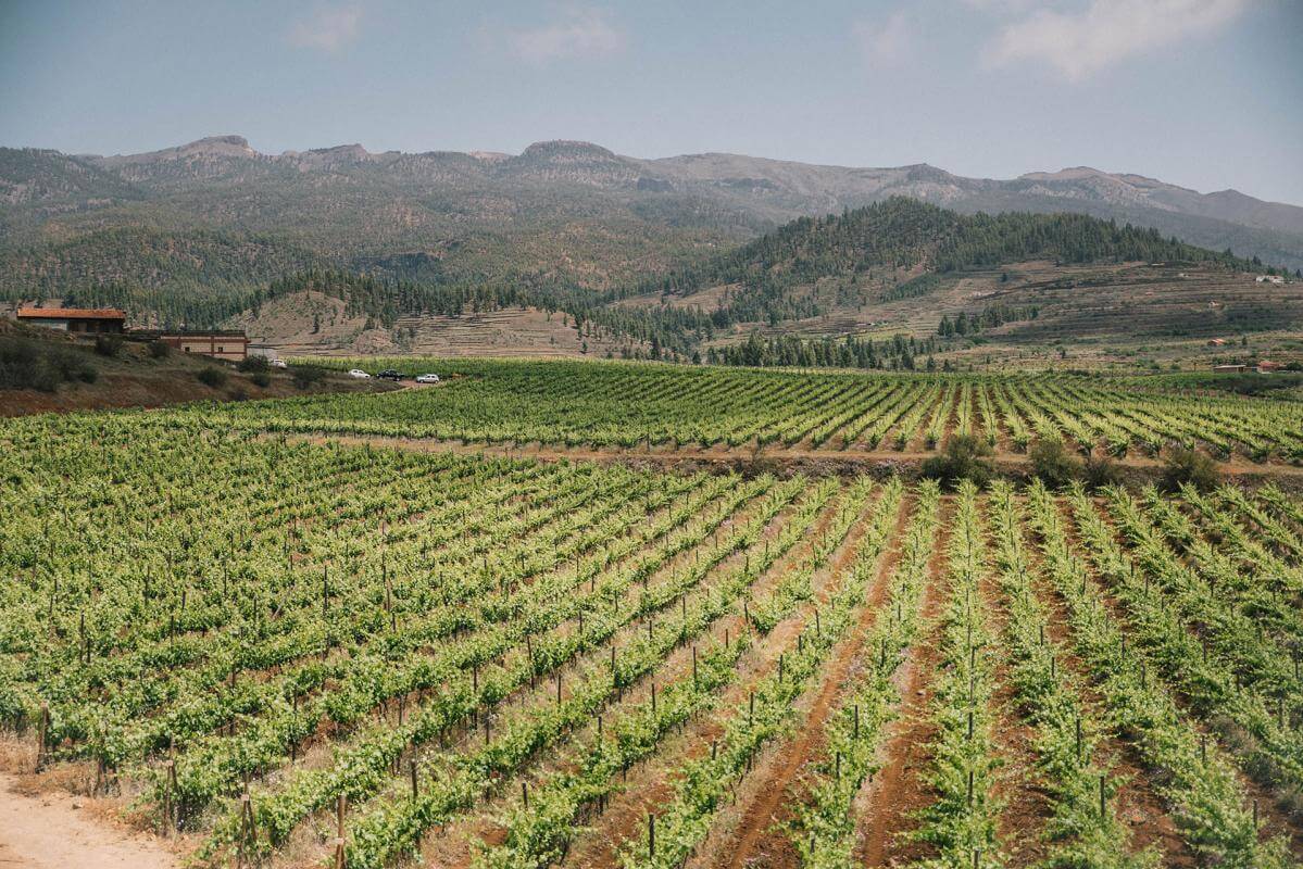 Bodegas Altos Trevejo - Tenerife