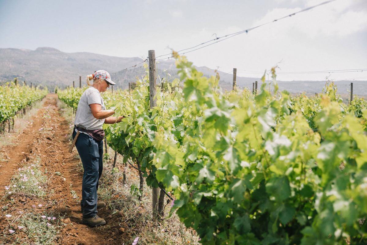 Bodegas Altos Trevejo - Tenerife