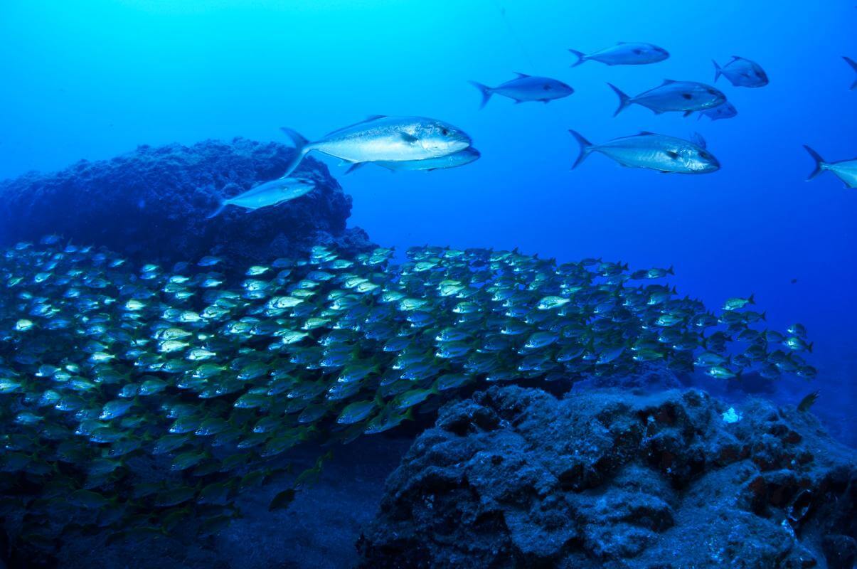 Fondos marinos Tazacorte