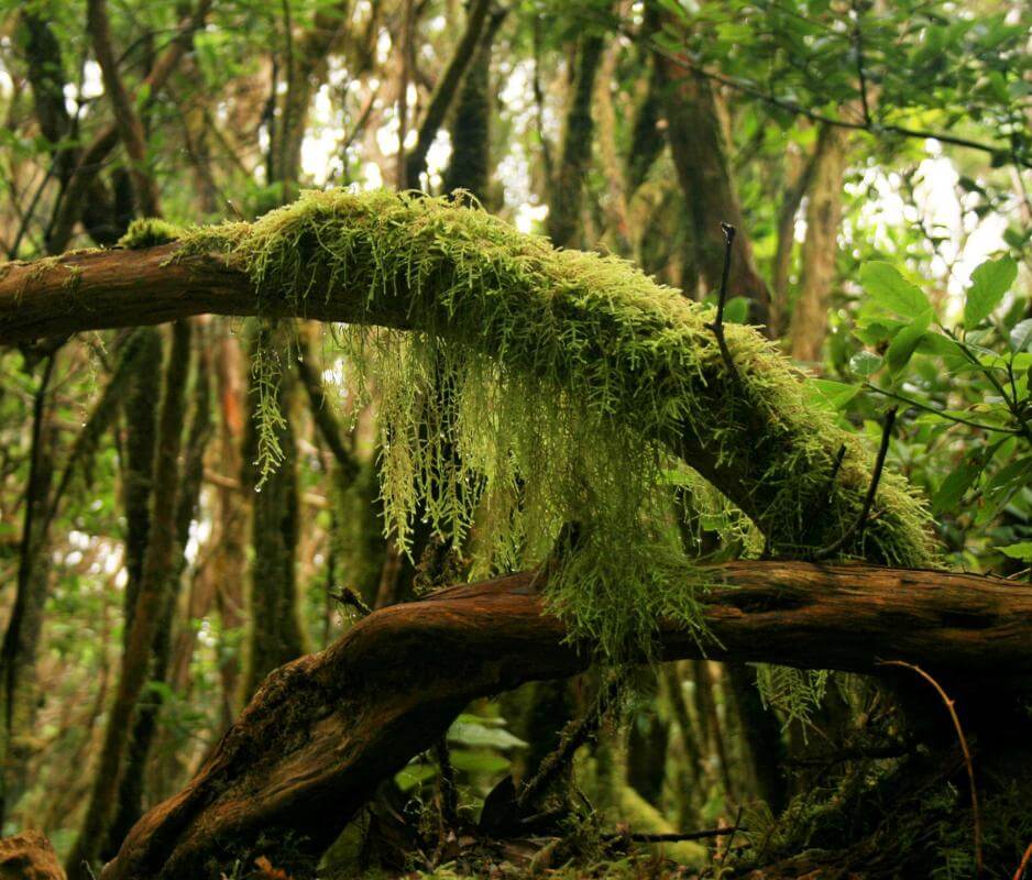 Parque Rural de Anaga