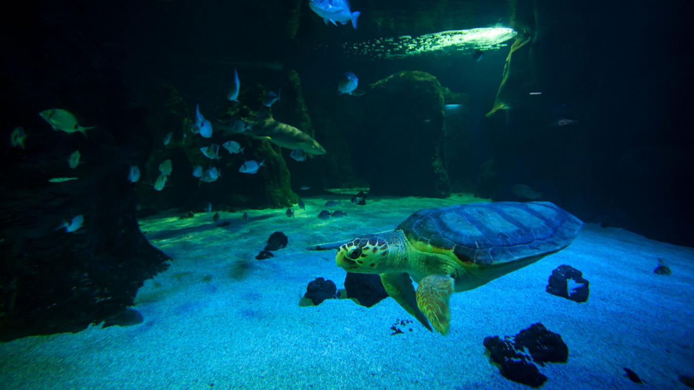 Lanzarote. Aquarium