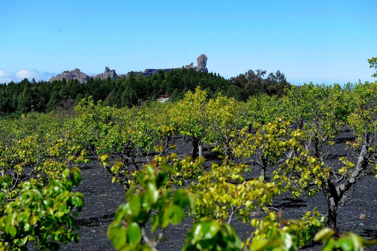 Gran Canaria. Viñedo