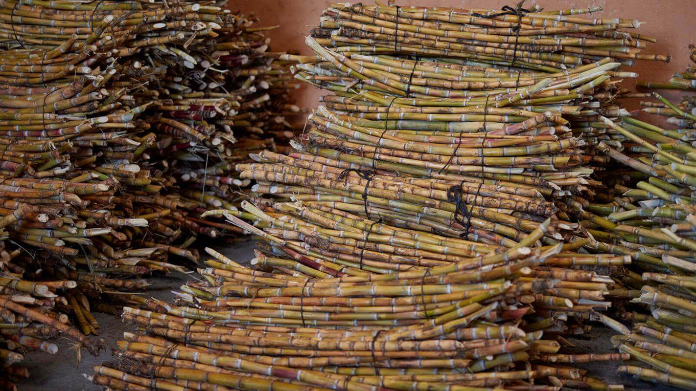 Sugar cane crops, La Palma.