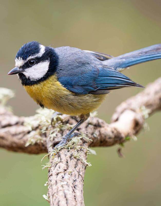 Tenerife Blue Tit
