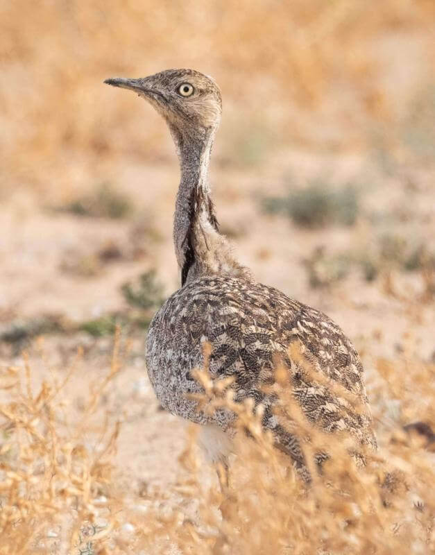 Canarian Houbara