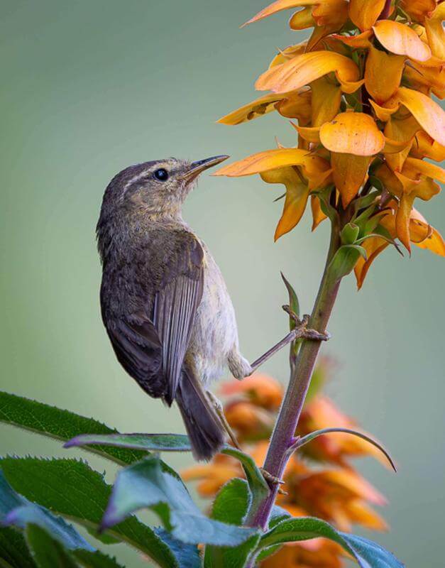 Canary Islands Chiffchaff