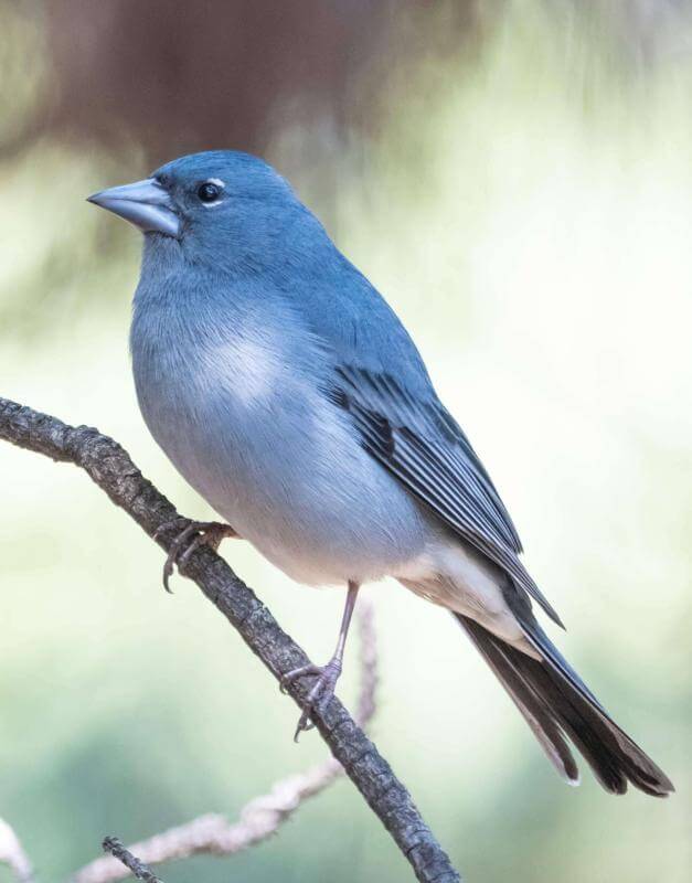 Tenerife Blue Chaffinch