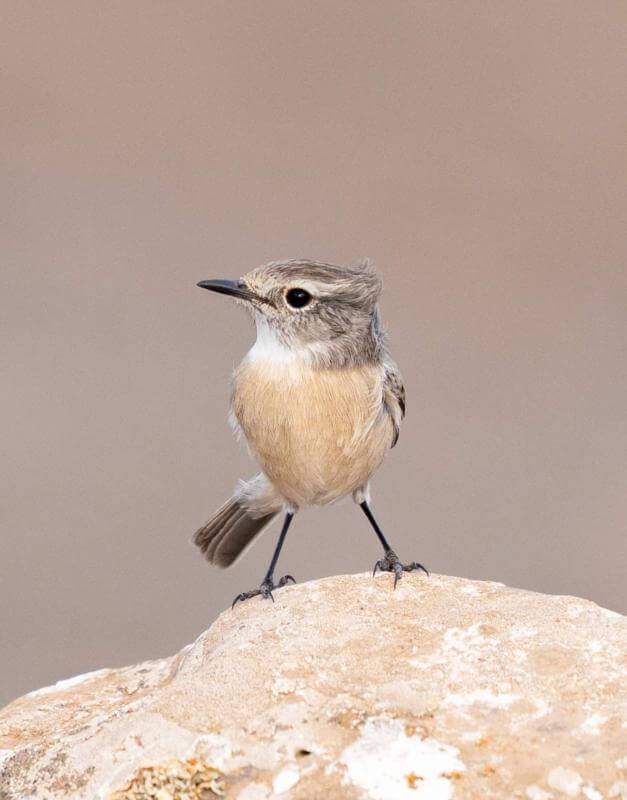 Canary Islands Stonechat