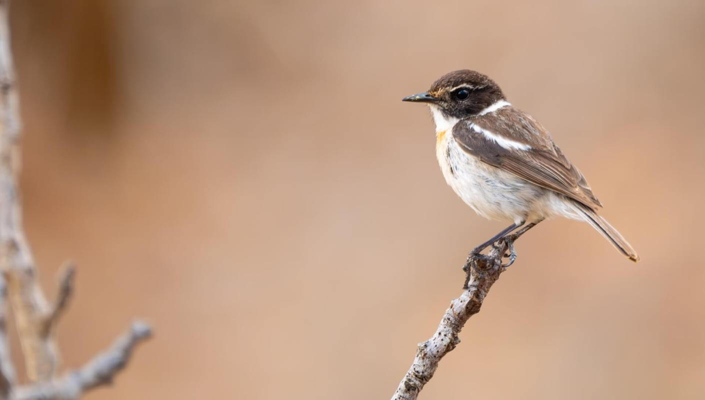 Canary Islands Stonechat