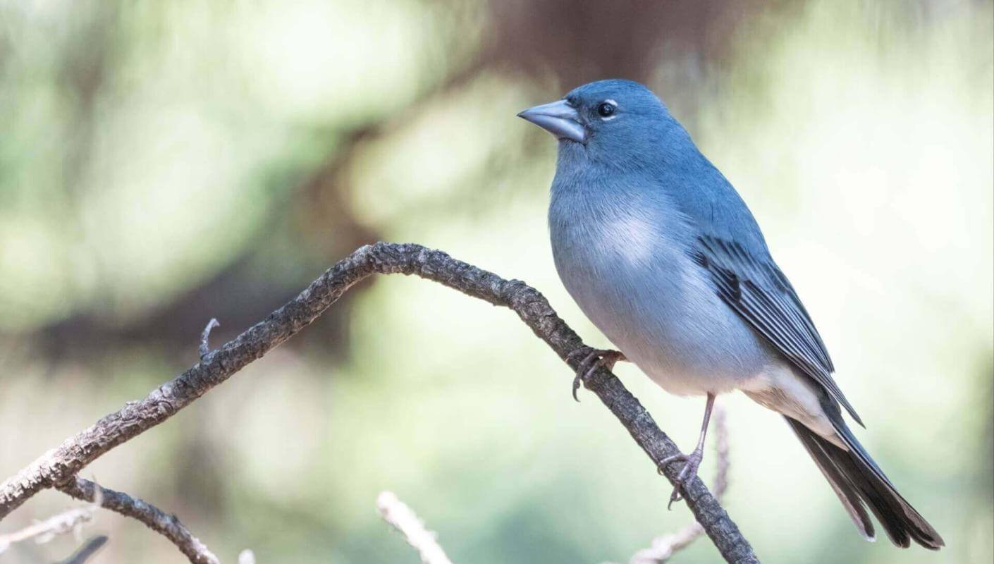 Tenerife Blue Chaffinch