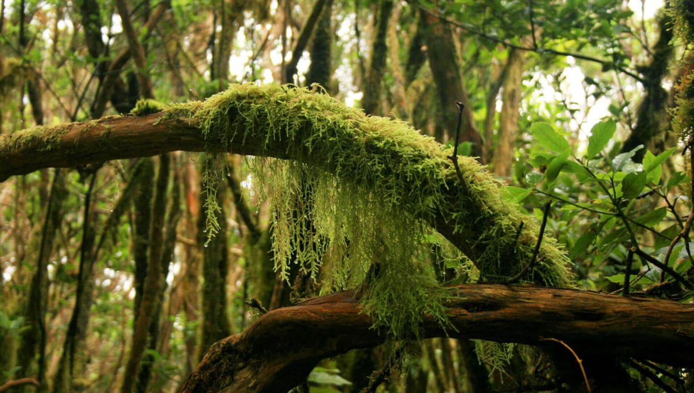 Humid Anaga forest with moss-covered trunks, lianas, and dense vegetation.