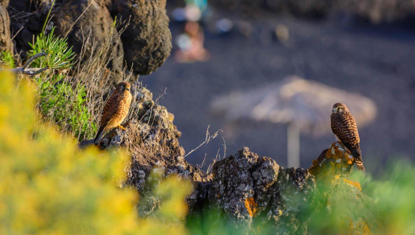 Two birds perched on volcanic rocks at Charco Verde, with vegetation and a blurred beach in the background.