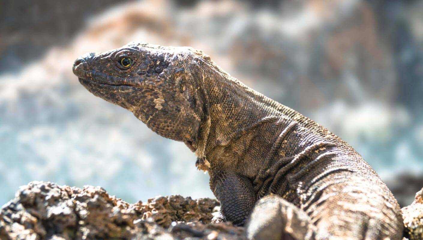 The El Hierro lagarto gigante (a protected endemic lizard of the Canary Islands) on volcanic rock.
