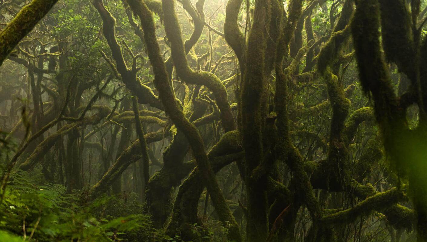 Laurissilva forest in Garajonay: moss-covered trunks in a humid, misty atmosphere.