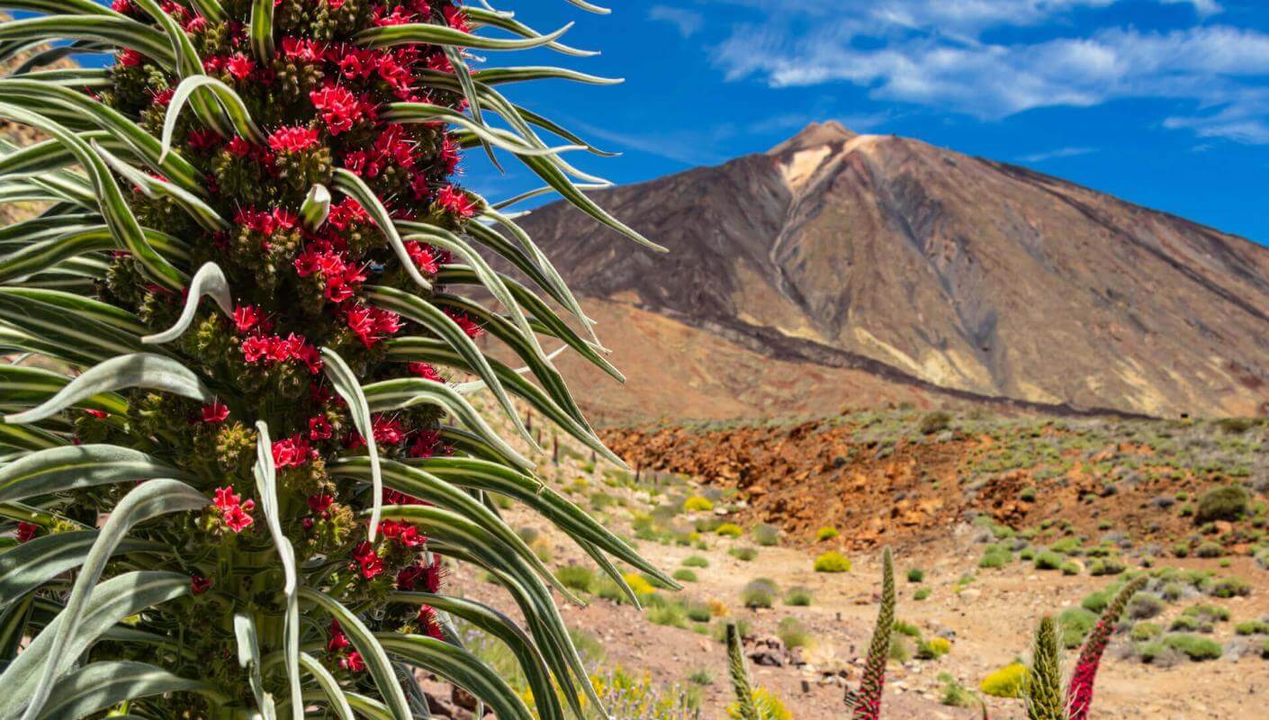 Tajinaste rojo (a bush endemic to the Teide) in bloom in Las Cañadas, with the volcano peak under blue sky.