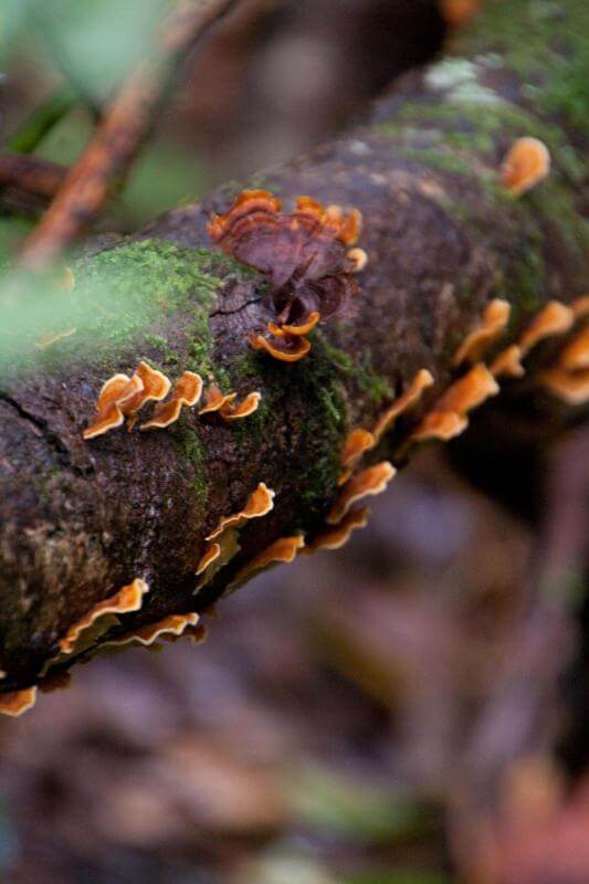 Una excursión a un espacio natural y una experiencia sensorial - galeria2