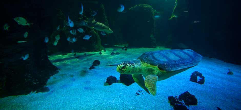 Aquariums in Lanzarote 