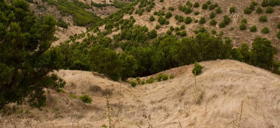 Garoé Tree, in El Hierro