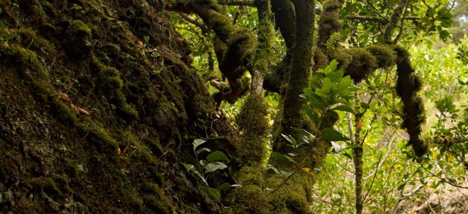 Garoé Tree, in El Hierro