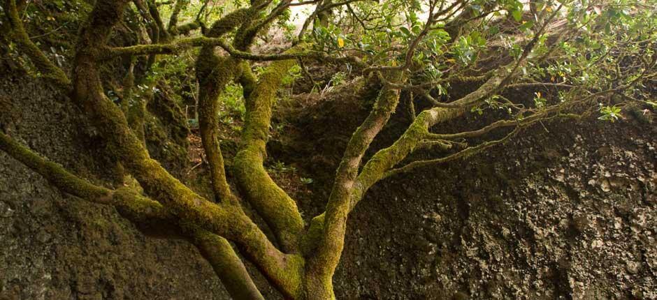 Garoé Tree, in El Hierro