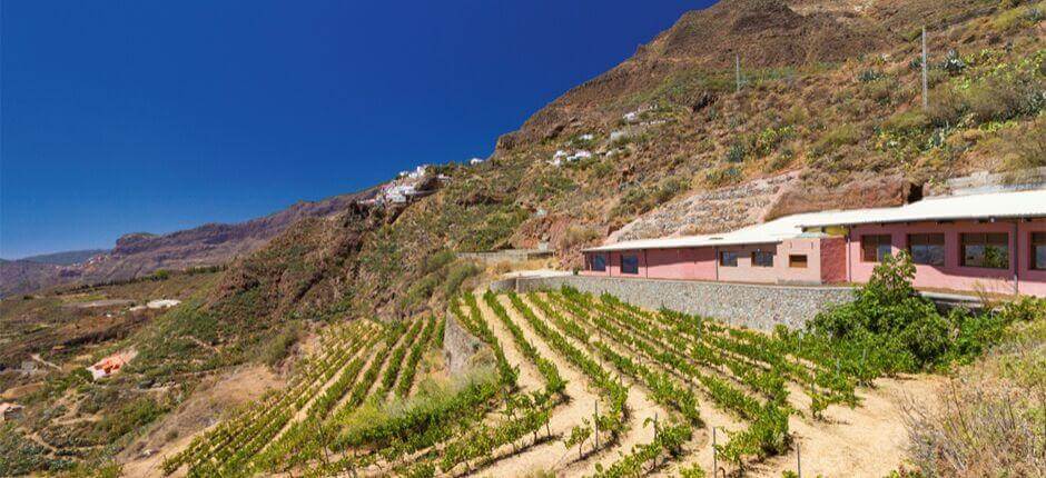 Bentayga Winery in Gran Canaria