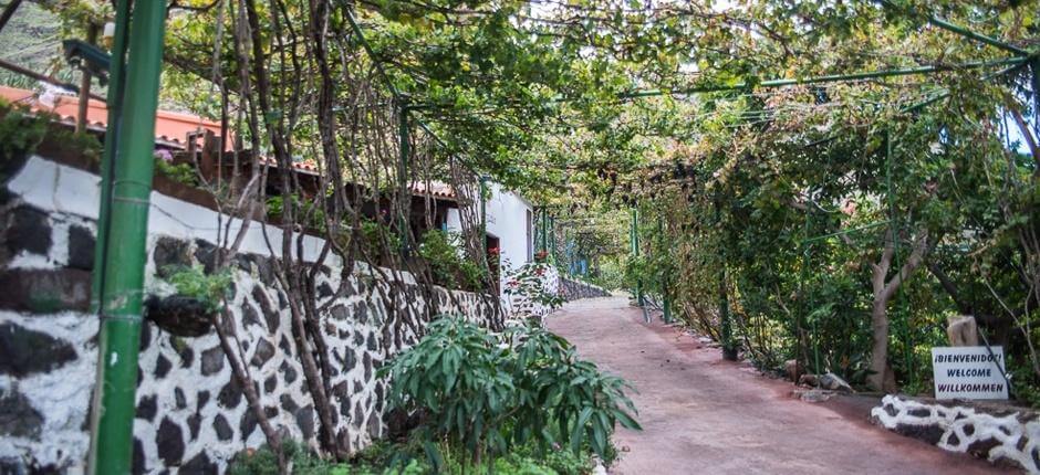 Bodega Los Berrazales. wineries of Gran Canaria