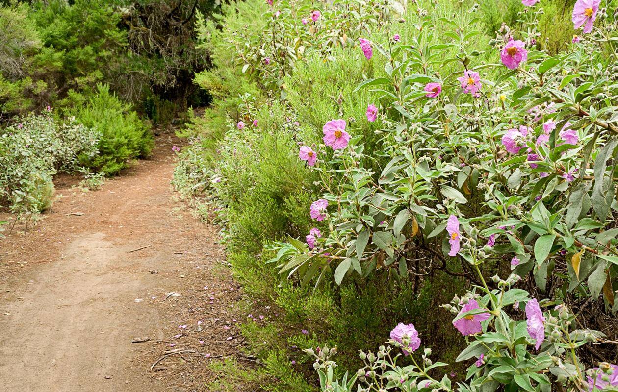 Camino de la Faya. Senderos de La Palma