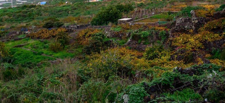 Los Llanillos Hamlets of El Hierro