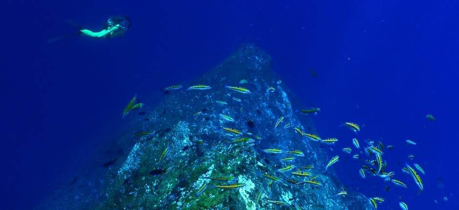 Diving in El Bajón in El Hierro