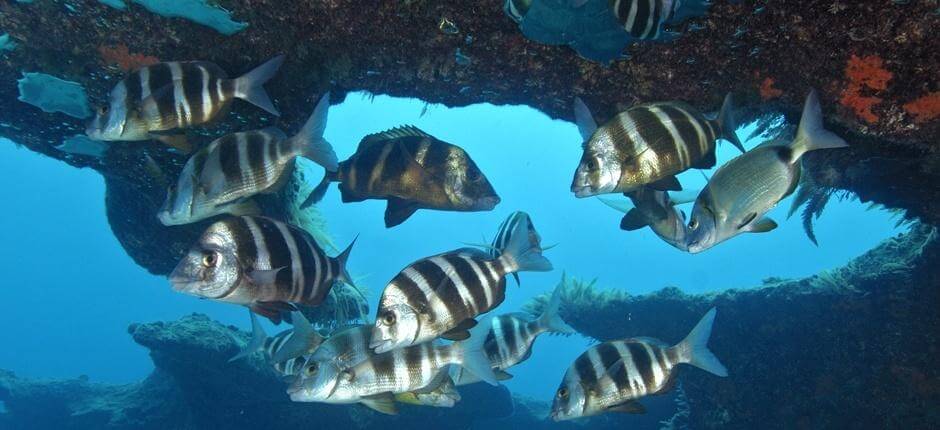 Bucear en Bajón del Río + Scuba diving in Fuerteventura  