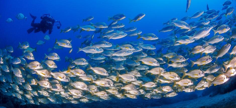 Diving at El Cabrón, in Gran Canaria