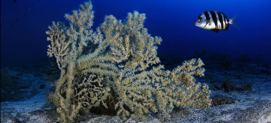 Diving at El Cabrón, in Gran Canaria