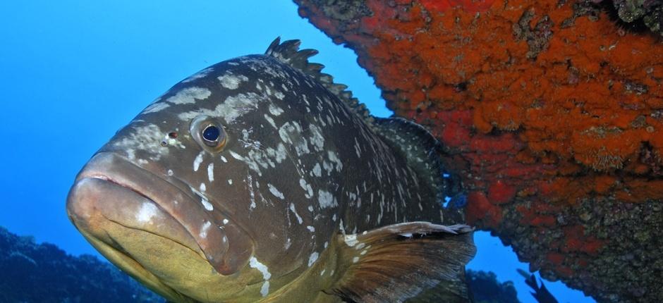 Scuba Diving in Veril Grande  in Fuerteventura