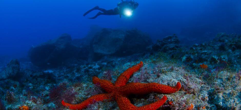 : Scuba diving in El Porís, in Tenerife