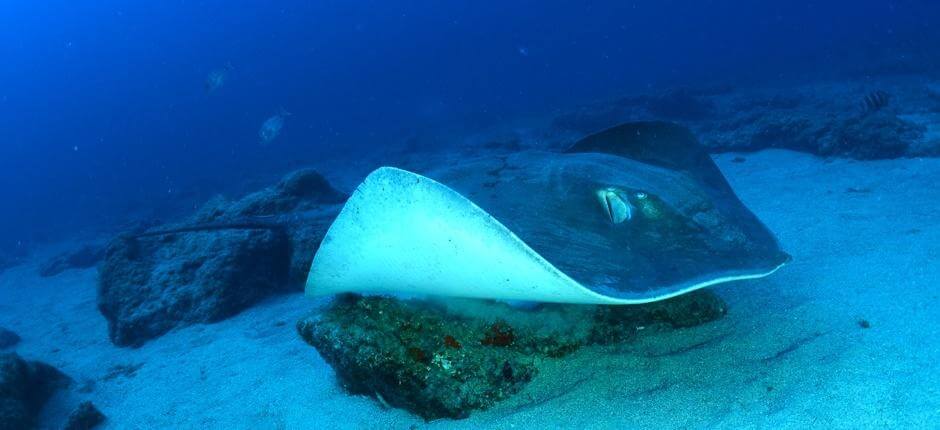 Scuba diving in Punta de Rasca, in Tenerife