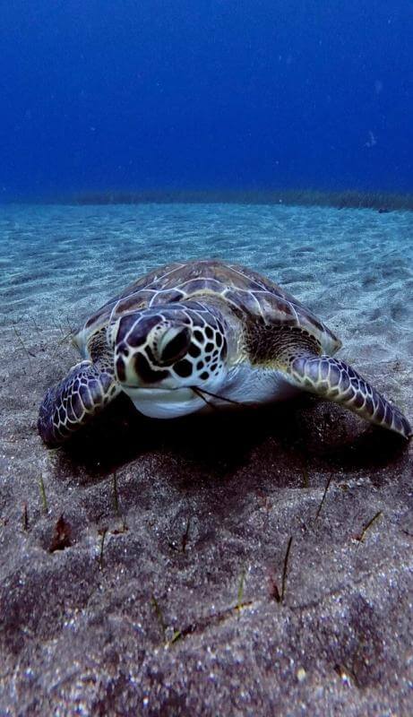 Barbarian Diving Tenerife