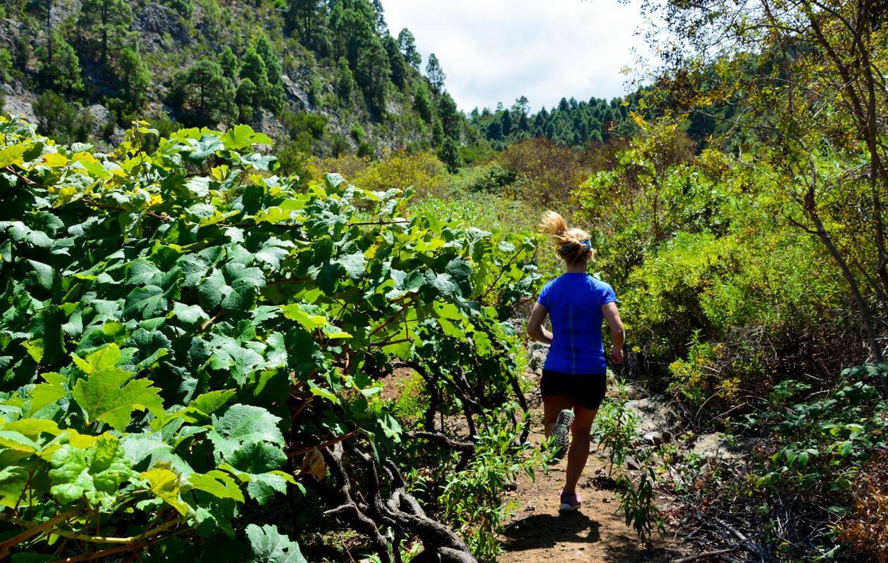 Icod de los Vinos-Trail