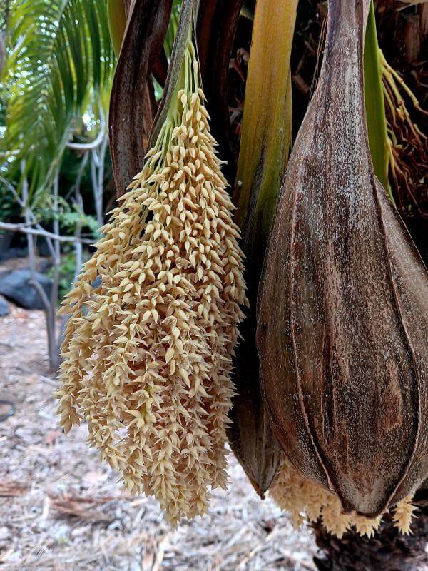 Jardín Botánico del Descubrimiento
