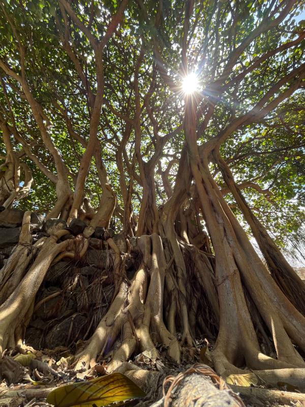 Jardín Botánico del Descubrimiento