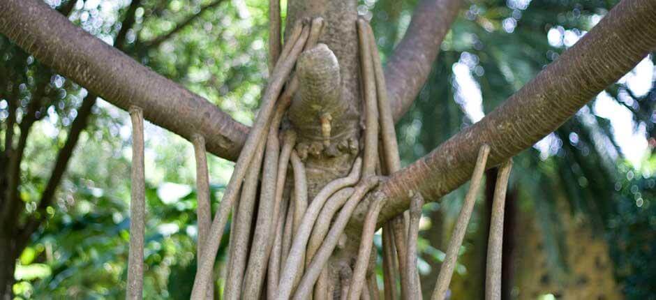 The Orotava Acclimatisation Gardens, Museums and tourist centres in Tenerife